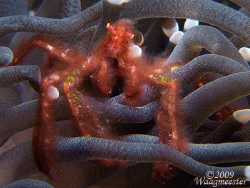 Orangutan crab (Achaeus japonicus) - (Canon G9, Inon D200... by Marco Waagmeester 